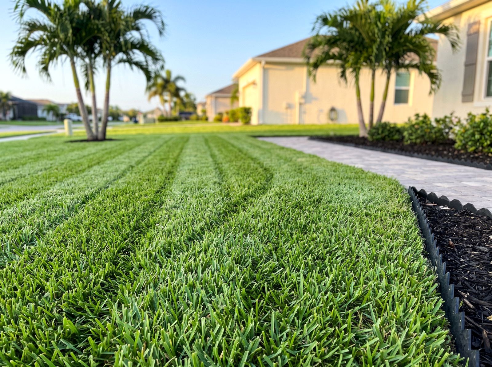 Striped St. Augustine turf meeting a paver walkway at a clean hard edge